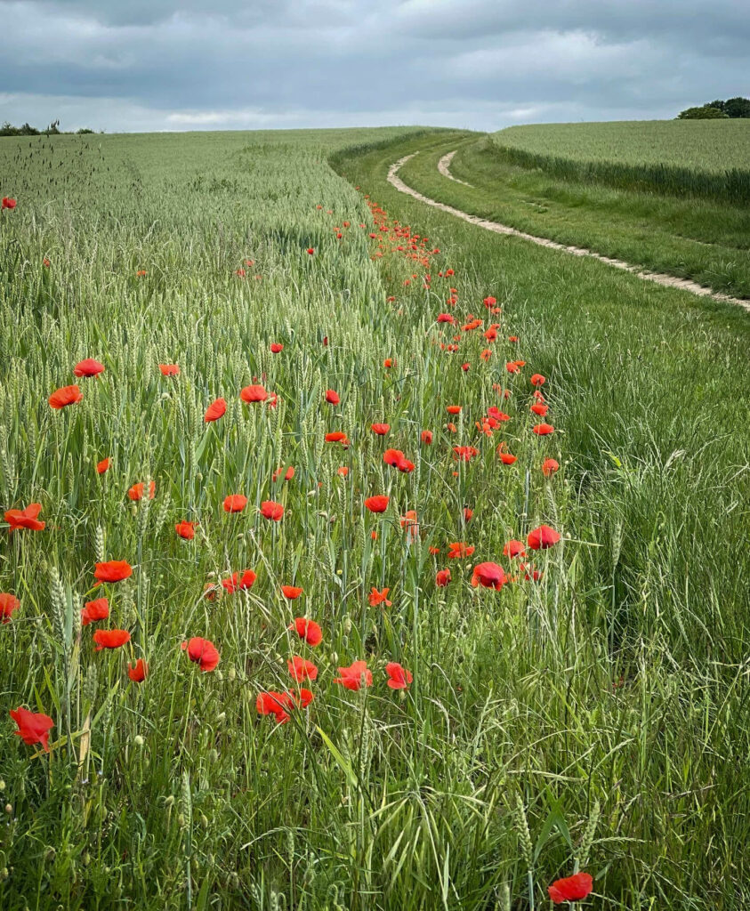 alexandra soroko poppyseeds landscape photography